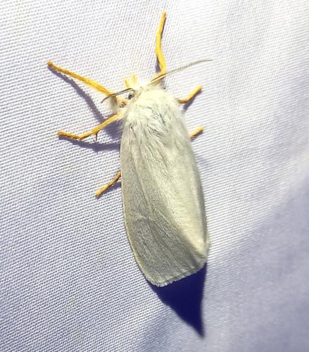 Laelia cœnosa